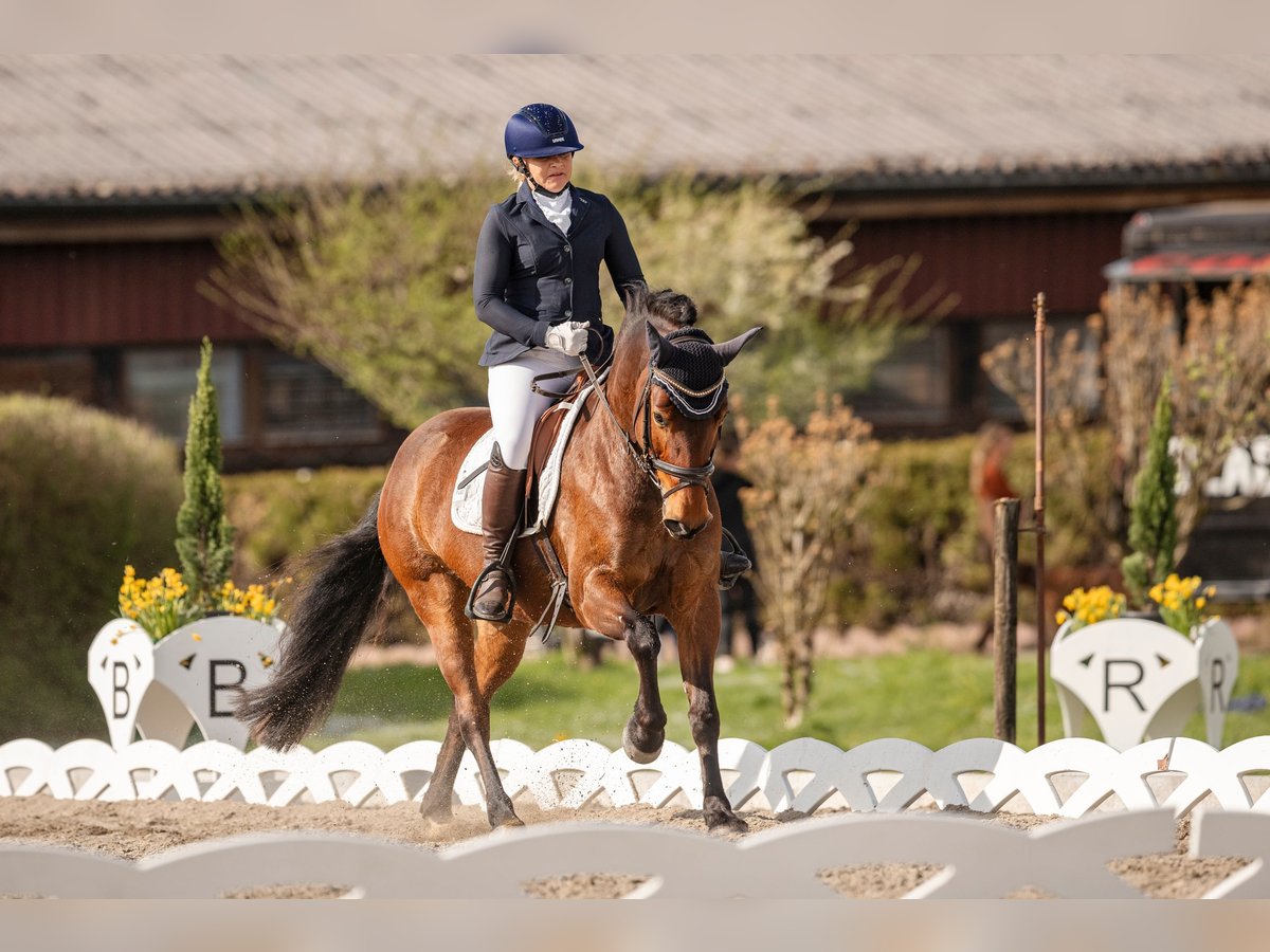 Fler ponnyer/små hästar Sto 7 år 147 cm Brun in Feldkirch