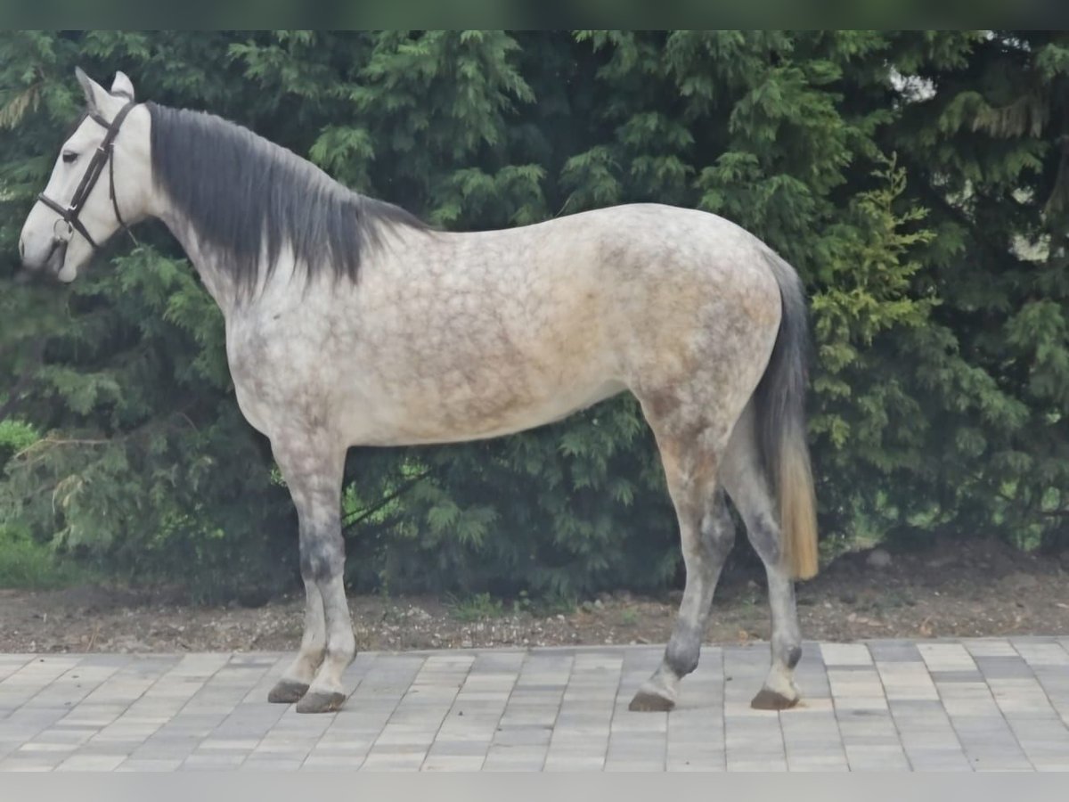 Fler ponnyer/små hästar Sto 7 år 150 cm Grå in Deggendorf
