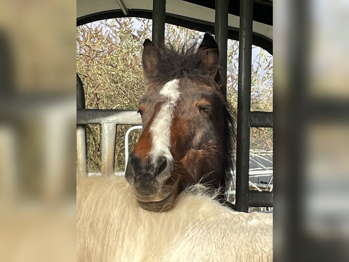 Fler ponnyer/små hästar Sto 8 år 140 cm Brun in Ohlsbach