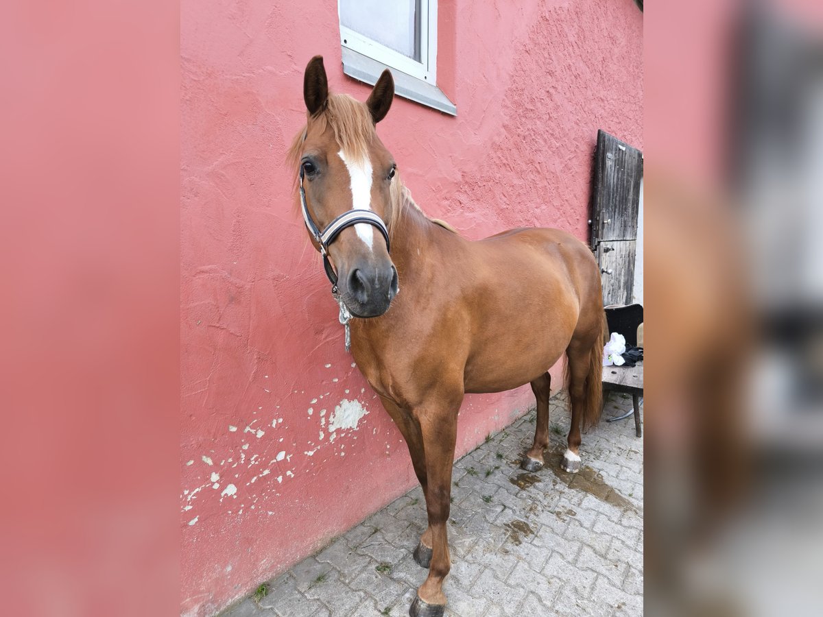 Fler ponnyer/små hästar Blandning Sto 8 år 146 cm fux in Stegaurach