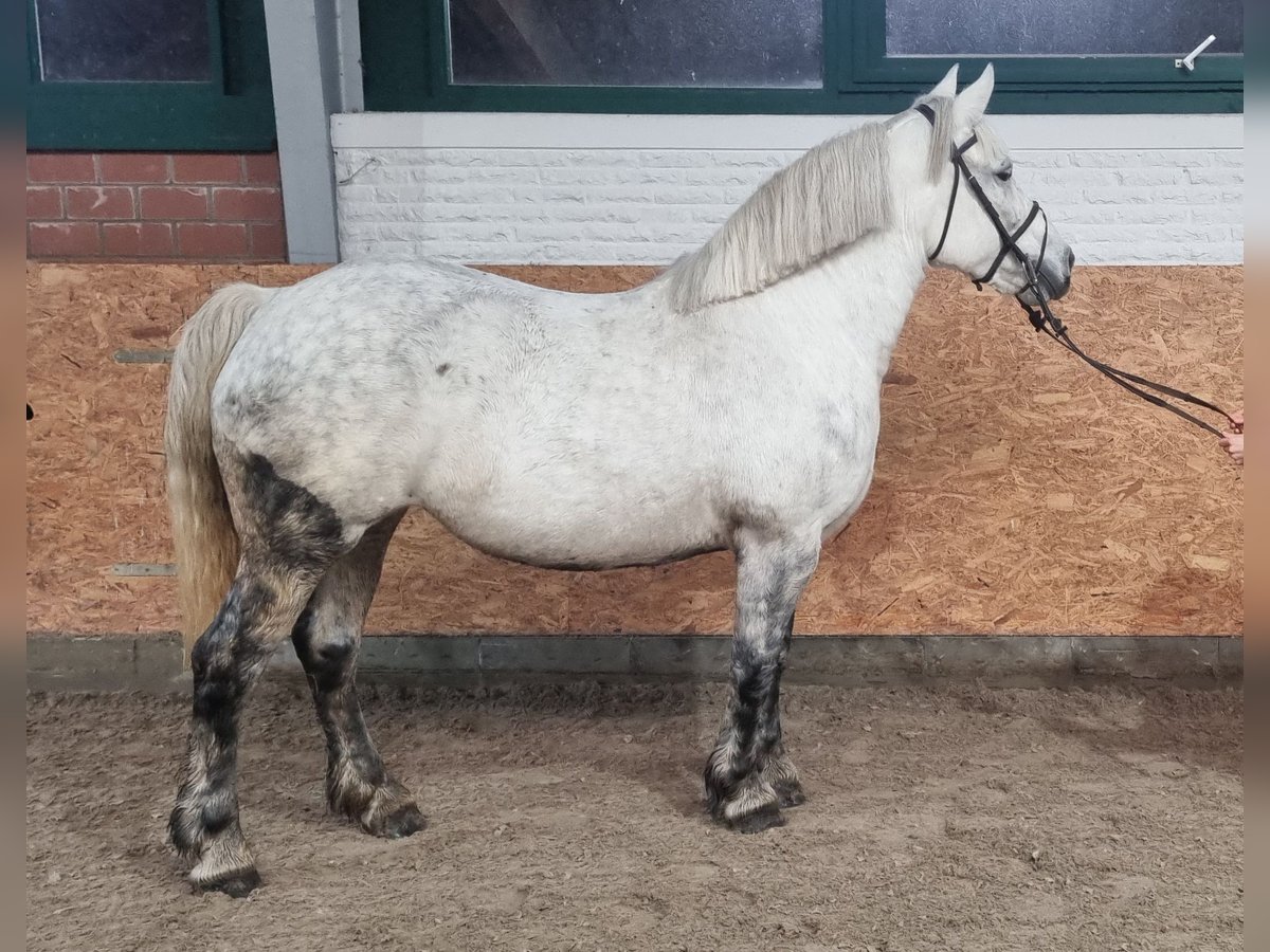 Fler ponnyer/små hästar Sto 8 år 153 cm Grå in Handrup