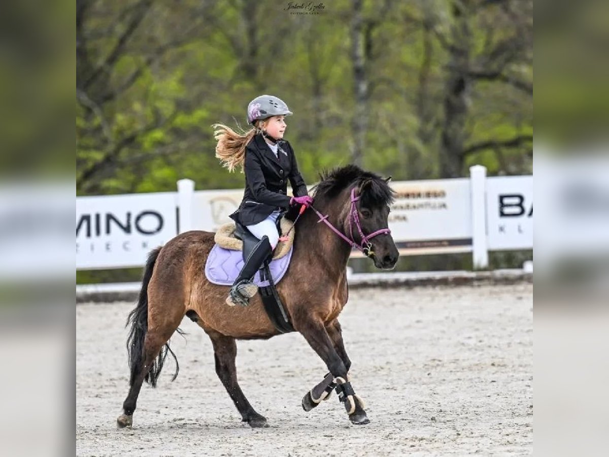 Fler ponnyer/små hästar Sto 9 år 120 cm Kan vara vit in Bieszkowice