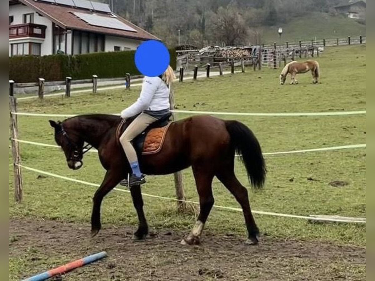 Fler ponnyer/små hästar Blandning Sto 9 år 144 cm fux in StribachDölsach