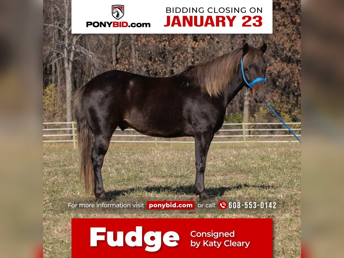 Fler ponnyer/små hästar Valack 10 år 132 cm fux in Dodgeville, WI
