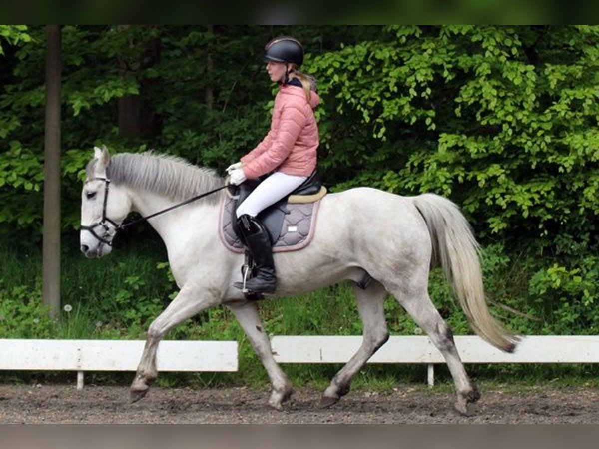 Fler ponnyer/små hästar Valack 10 år 143 cm Grå in Neumünster