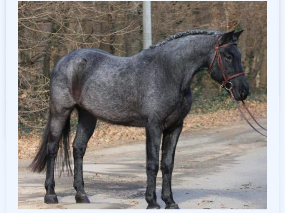 Fler ponnyer/små hästar Blandning Valack 10 år 152 cm Grå-mörk-brun in Lichtenau