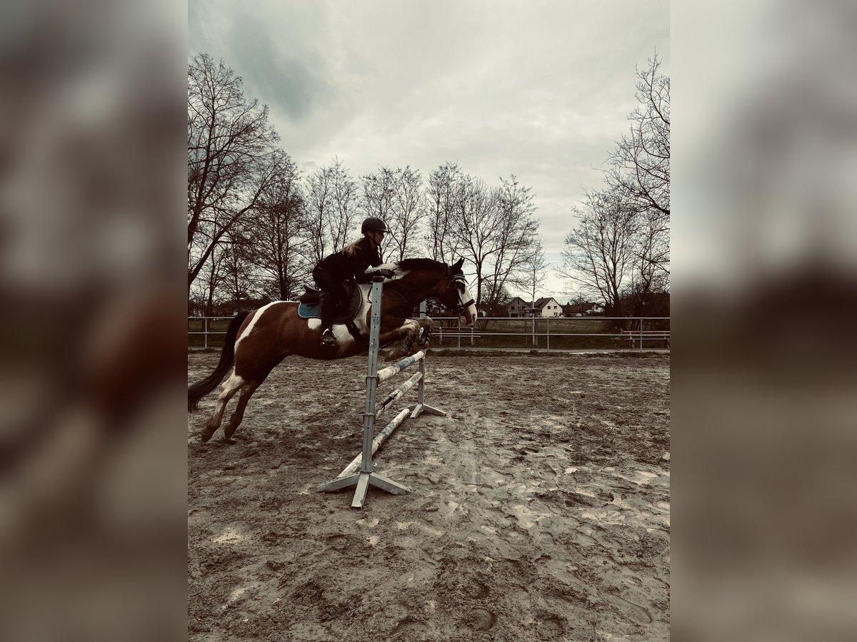 Fler ponnyer/små hästar Blandning Valack 10 år 152 cm Pinto in Buggingen