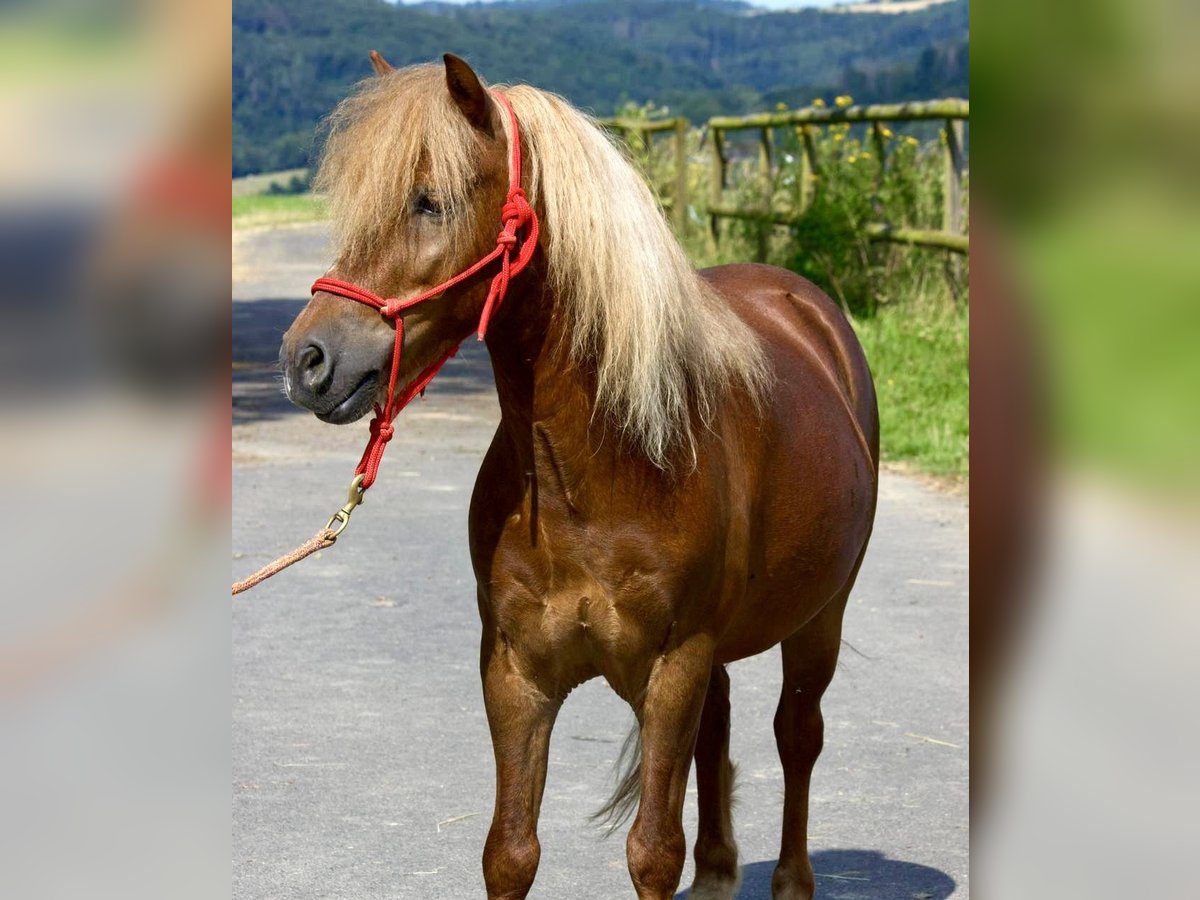 Fler ponnyer/små hästar Valack 11 år 107 cm fux in Gackenbach