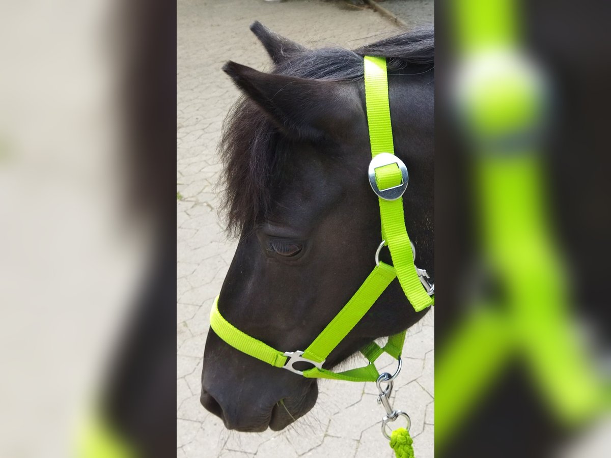 Fler ponnyer/små hästar Valack 11 år 122 cm Svart in Kalletal