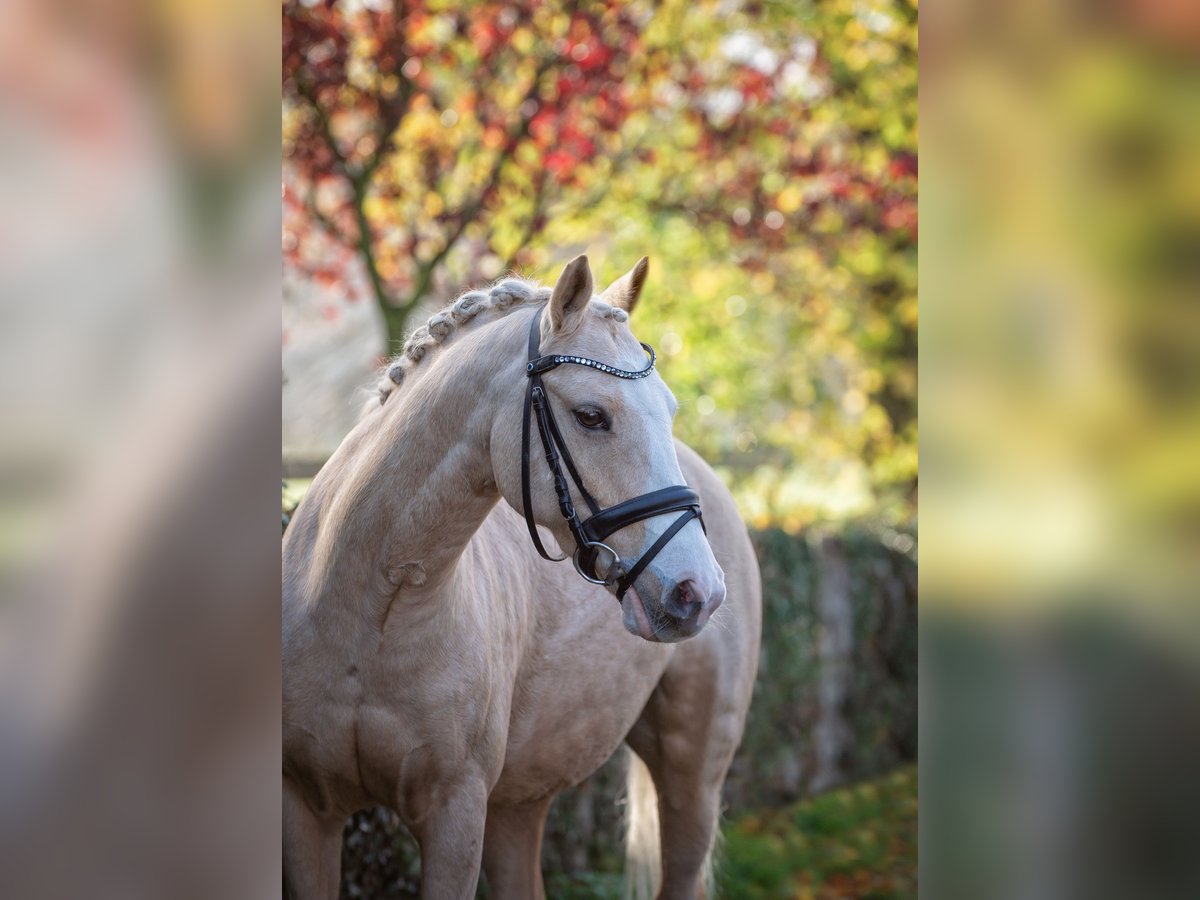 Fler ponnyer/små hästar Valack 11 år 125 cm Palomino in Bramsche