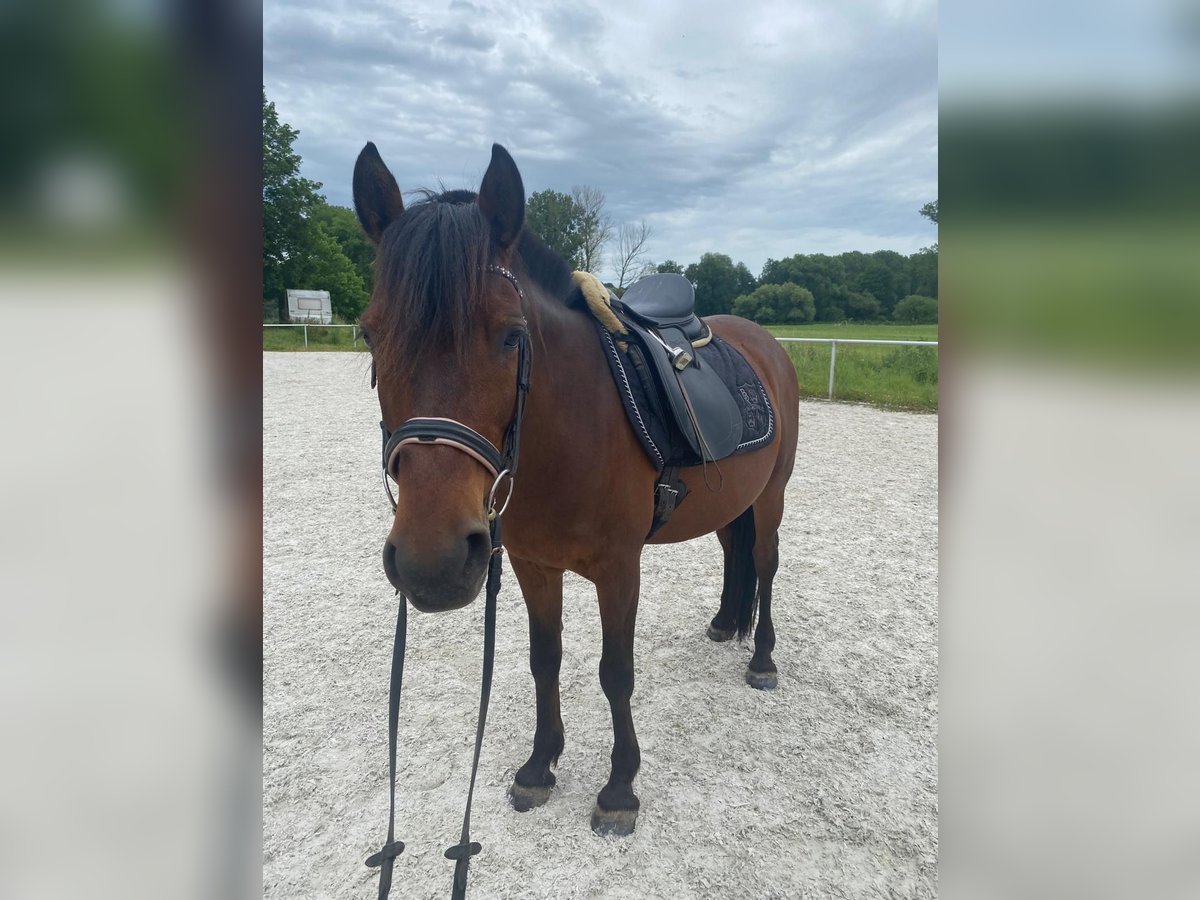 Fler ponnyer/små hästar Blandning Valack 11 år 145 cm Brun in Krautheim