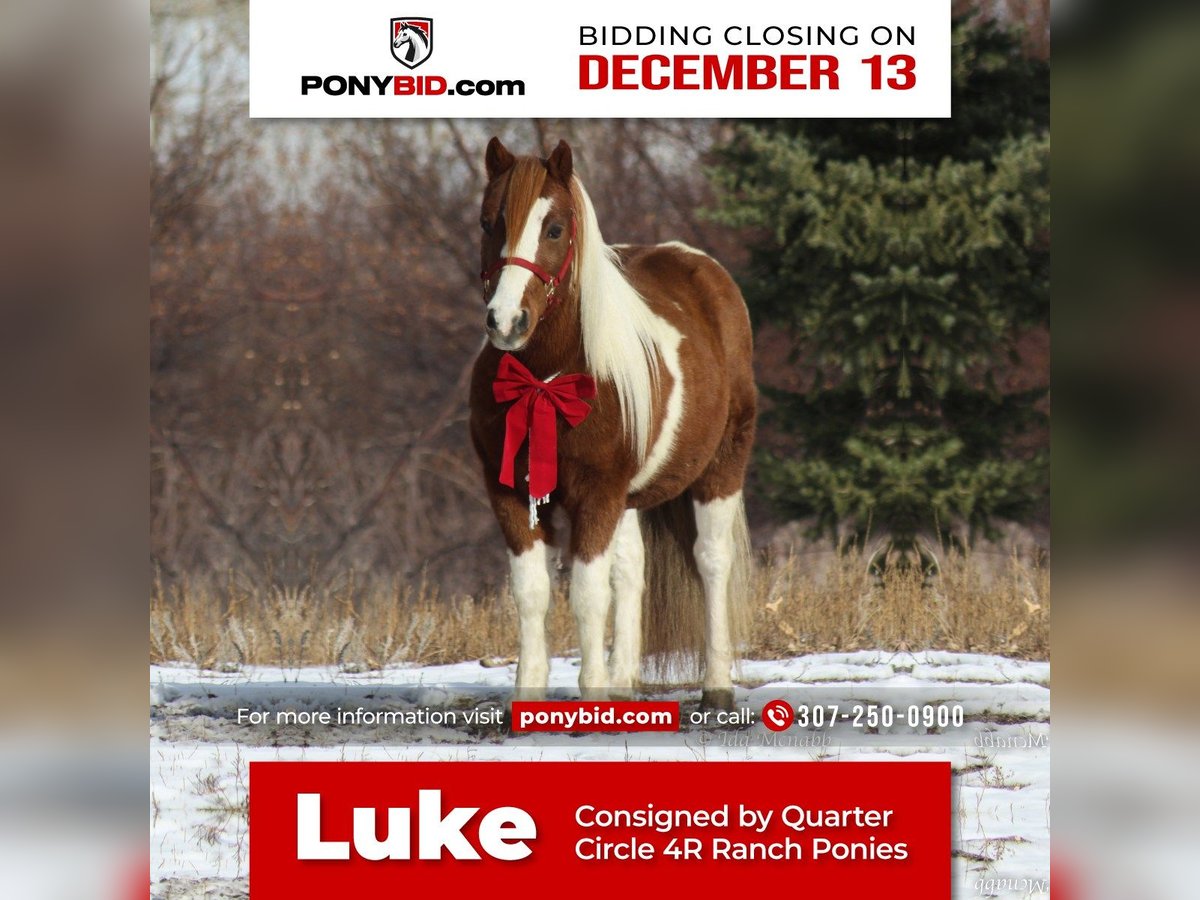 Fler ponnyer/små hästar Valack 12 år 112 cm Fux in Cody, WY