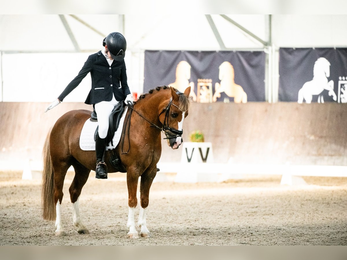 Fler ponnyer/små hästar Valack 12 år 136 cm fux in Bydgoszcz