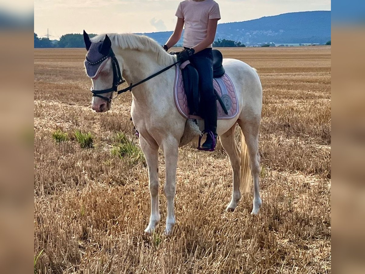 Fler ponnyer/små hästar Valack 12 år 142 cm Cremello in Elze