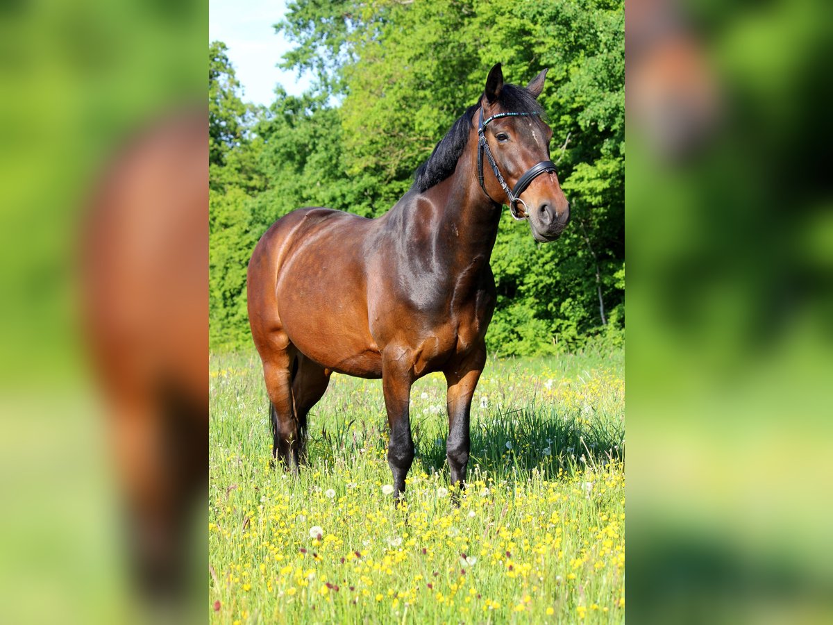 Fler ponnyer/små hästar Blandning Valack 12 år 152 cm Brun in Tannhausen