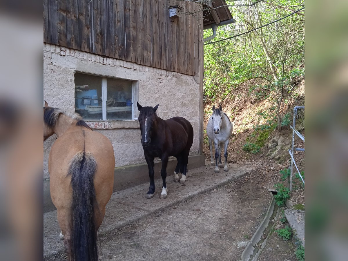 Fler ponnyer/små hästar Blandning Valack 13 år 140 cm Grå in Gengenbach
