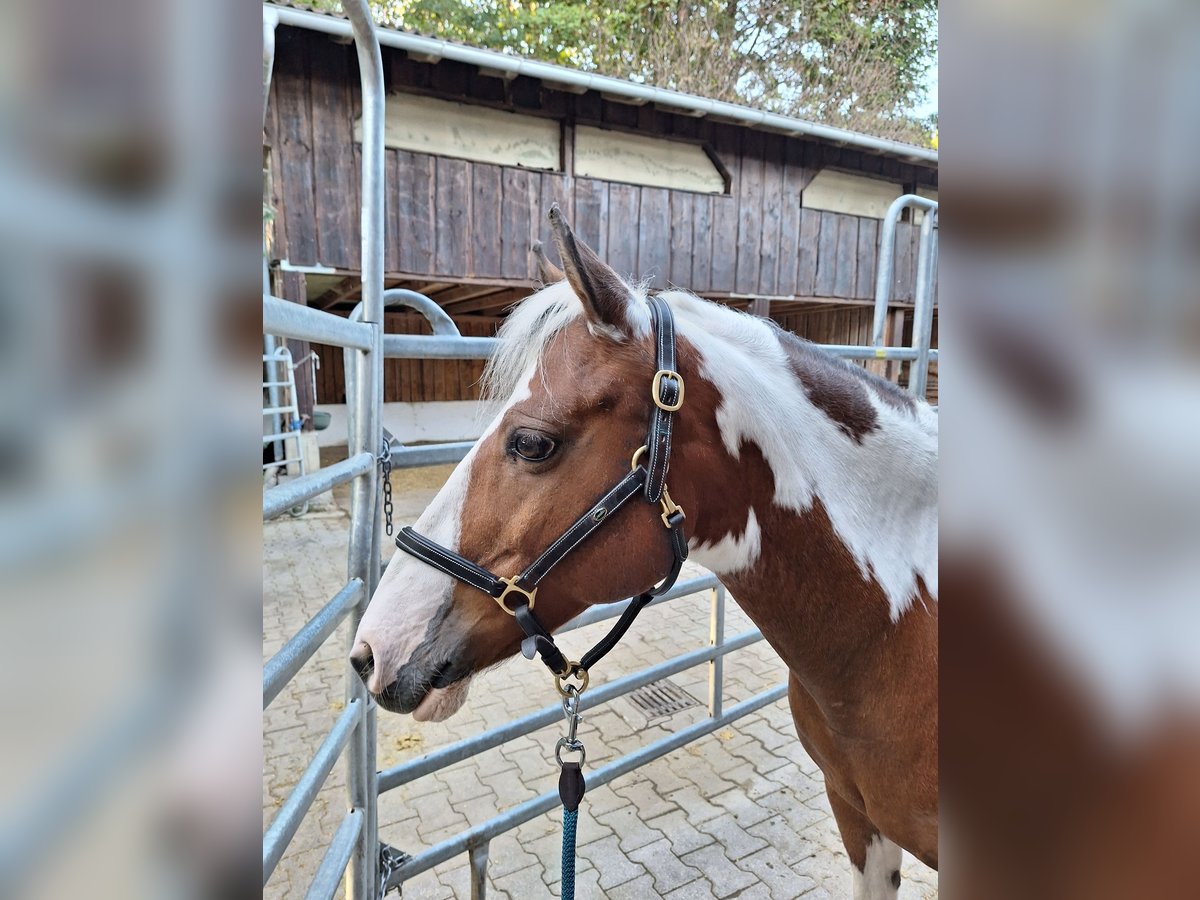 Fler ponnyer/små hästar Blandning Valack 13 år 142 cm Pinto in Öhningen