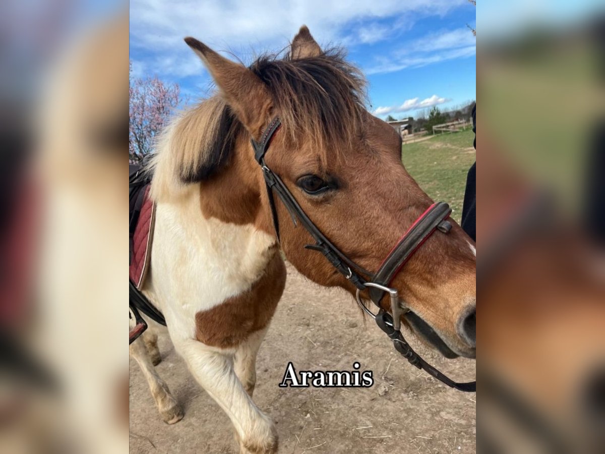 Fler ponnyer/små hästar Valack 14 år 135 cm Palomino in Lançon-Provence