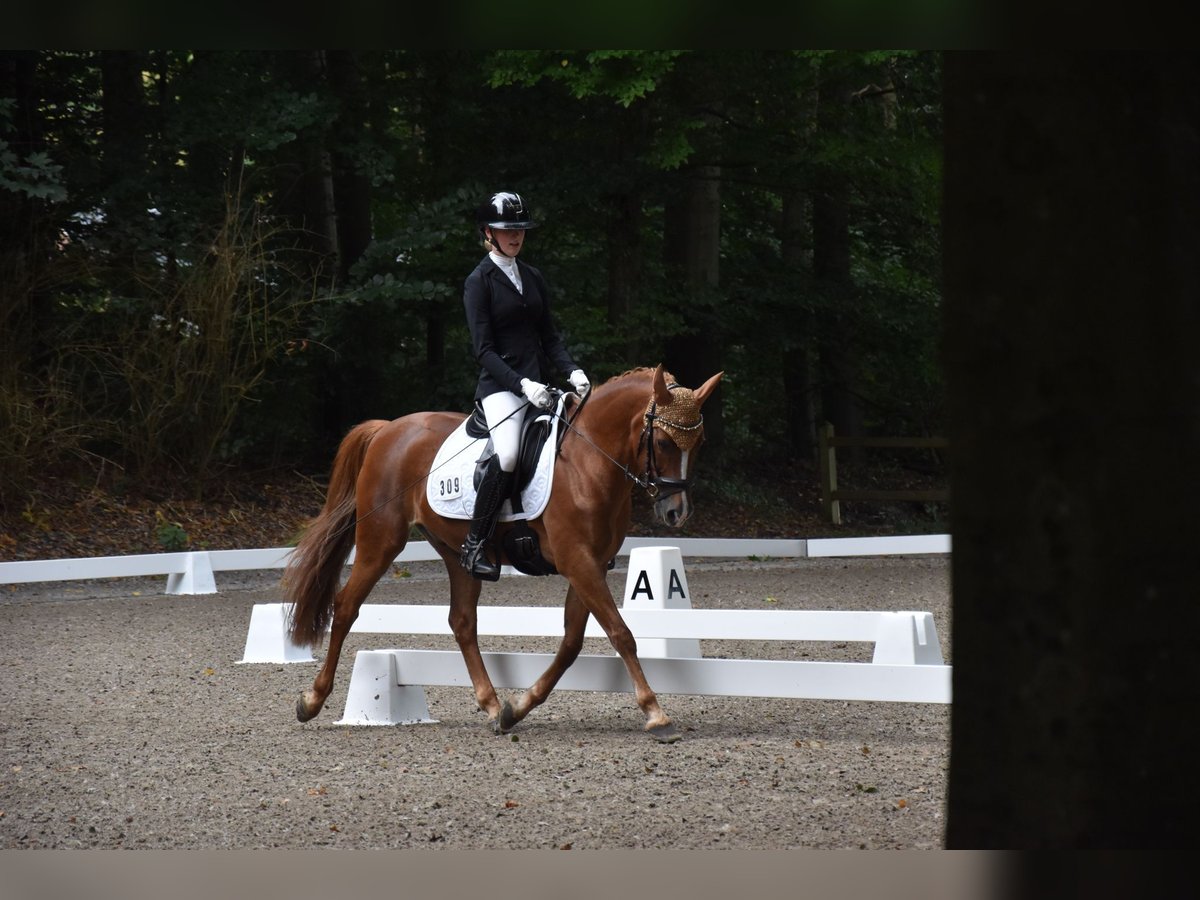 Fler ponnyer/små hästar Valack 14 år 141 cm fux in Ladelund