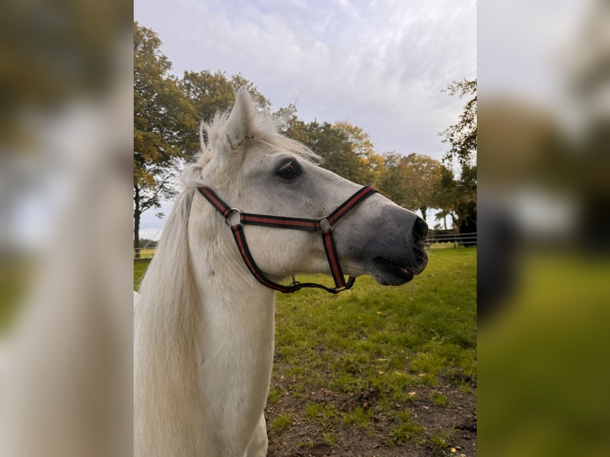 Fler ponnyer/små hästar Blandning Valack 14 år 146 cm Gråskimmel in Haren