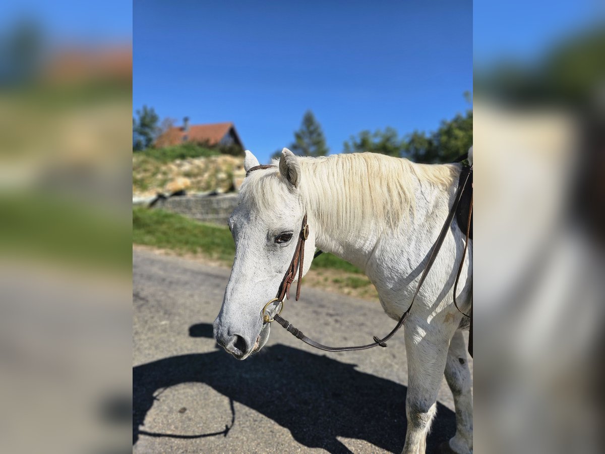 Fler ponnyer/små hästar Blandning Valack 20 år 135 cm Gråskimmel in Geislingen an der Steige/ Stötten