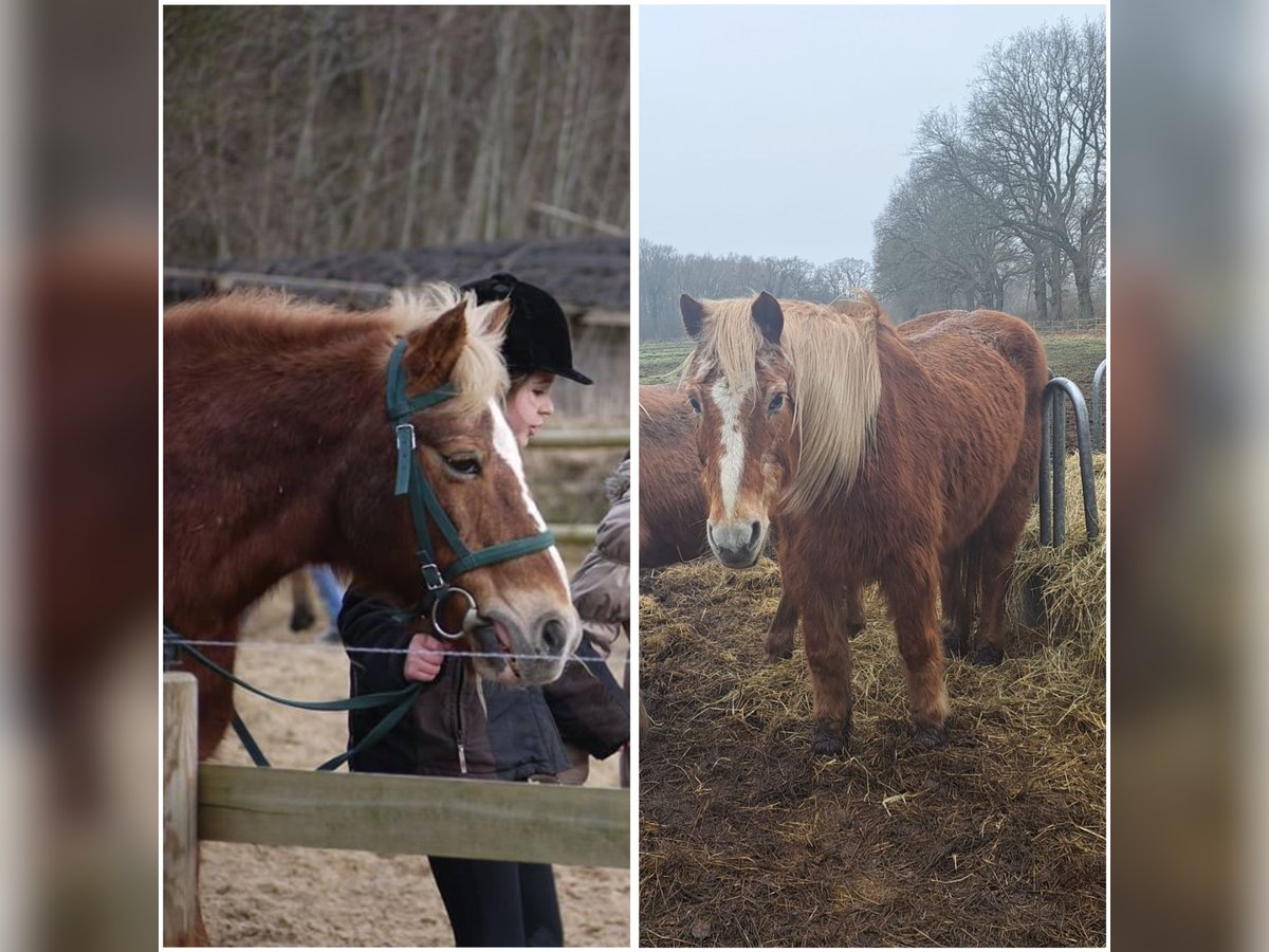 Fler ponnyer/små hästar Valack 31 år 148 cm in Schafstedt