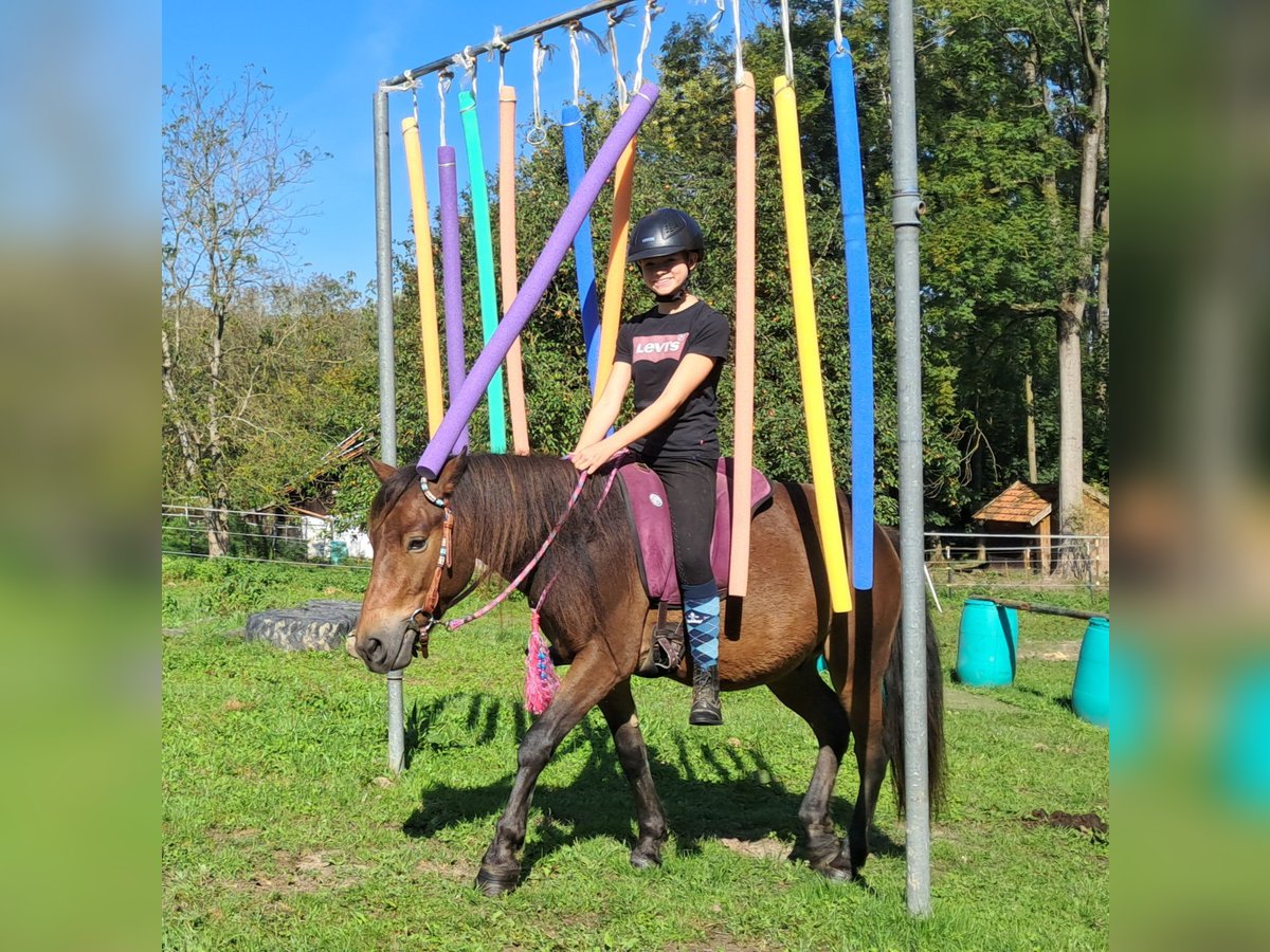 Fler ponnyer/små hästar Valack 3 år 130 cm Brun in Bayerbach