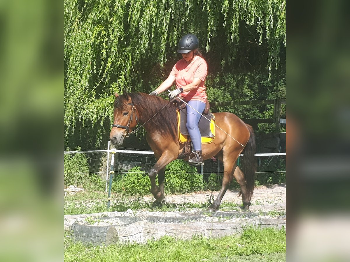 Fler ponnyer/små hästar Valack 3 år 130 cm Brun in Bayerbach