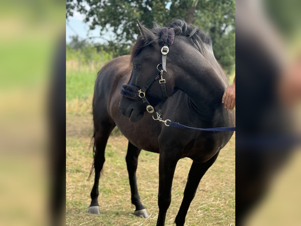 Fler ponnyer/små hästar Valack 3 år 135 cm Brun in Wanzleben