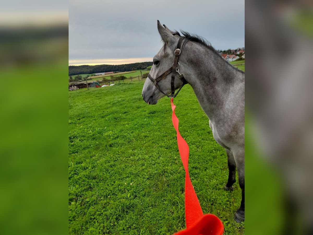 Fler ponnyer/små hästar Valack 3 år 145 cm Braunfalbschimmel in Bad Saulgau