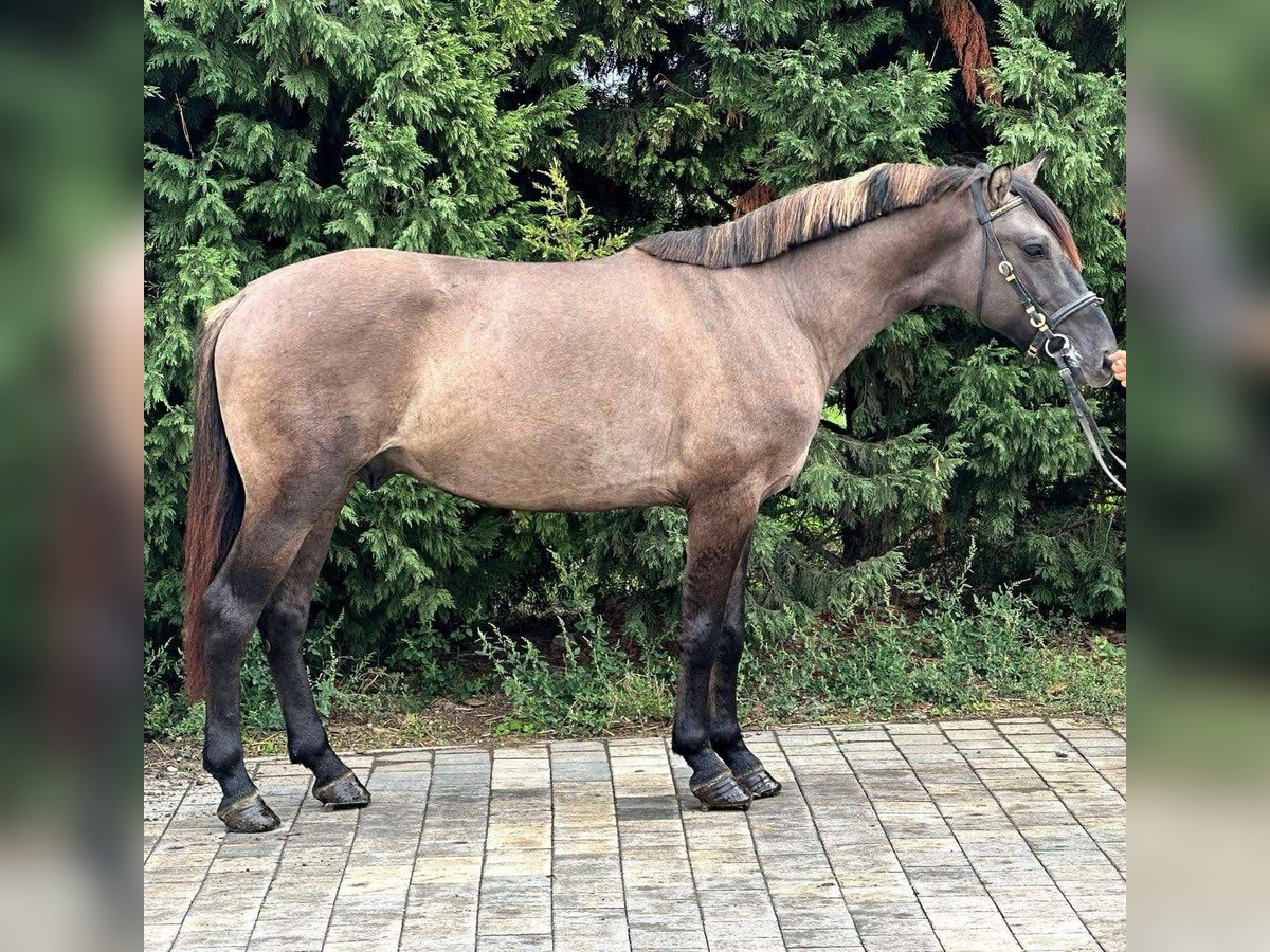 Fler ponnyer/små hästar Valack 3 år 145 cm in Deggendorf