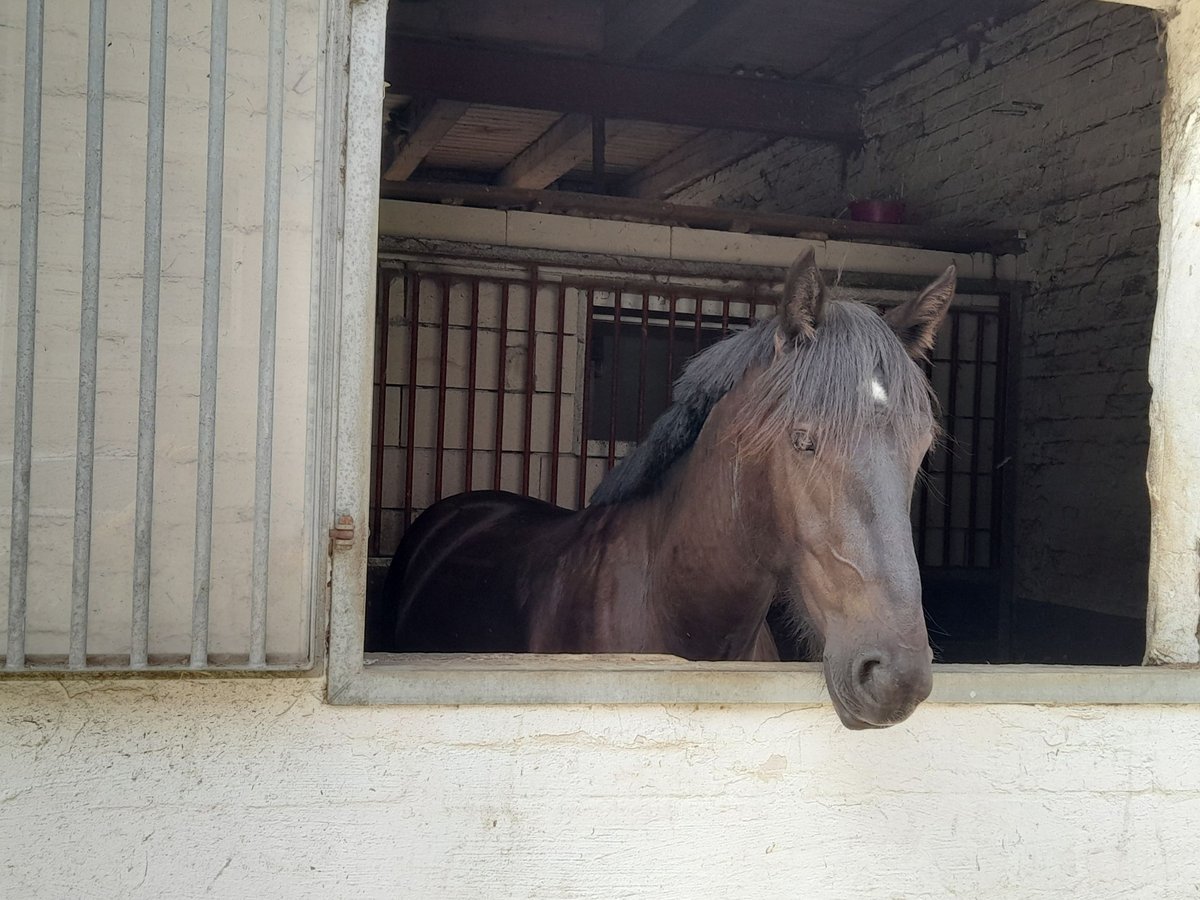 Fler ponnyer/små hästar Valack 3 år 156 cm Mörkbrun in Braunschweig