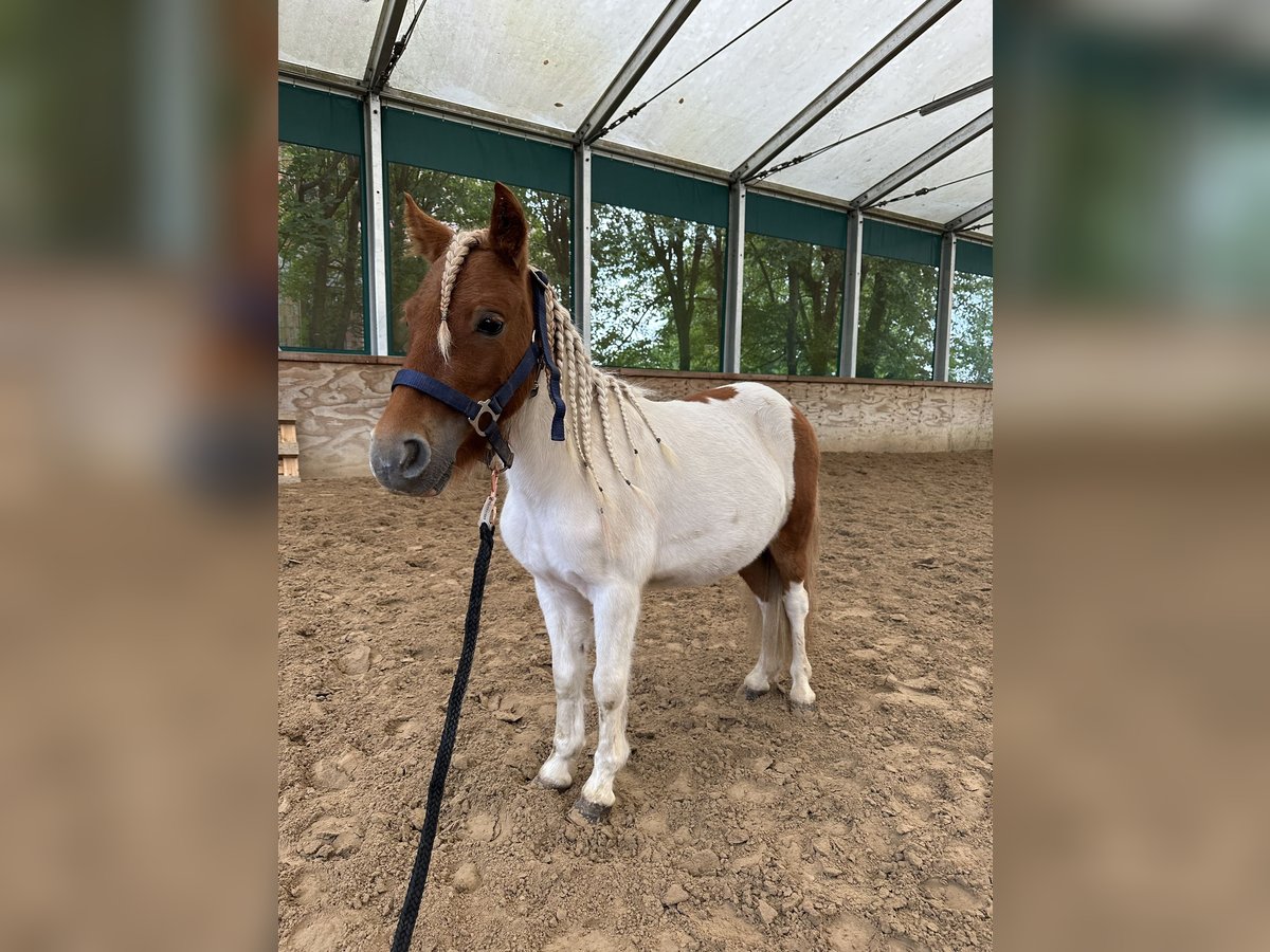 Fler ponnyer/små hästar Valack 3 år 90 cm Pinto in Babenhausen