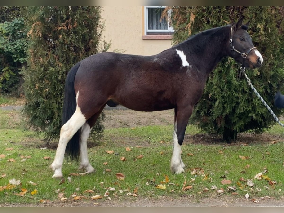 Fler ponnyer/små hästar Valack 4 år 122 cm Pinto in Rechnitz