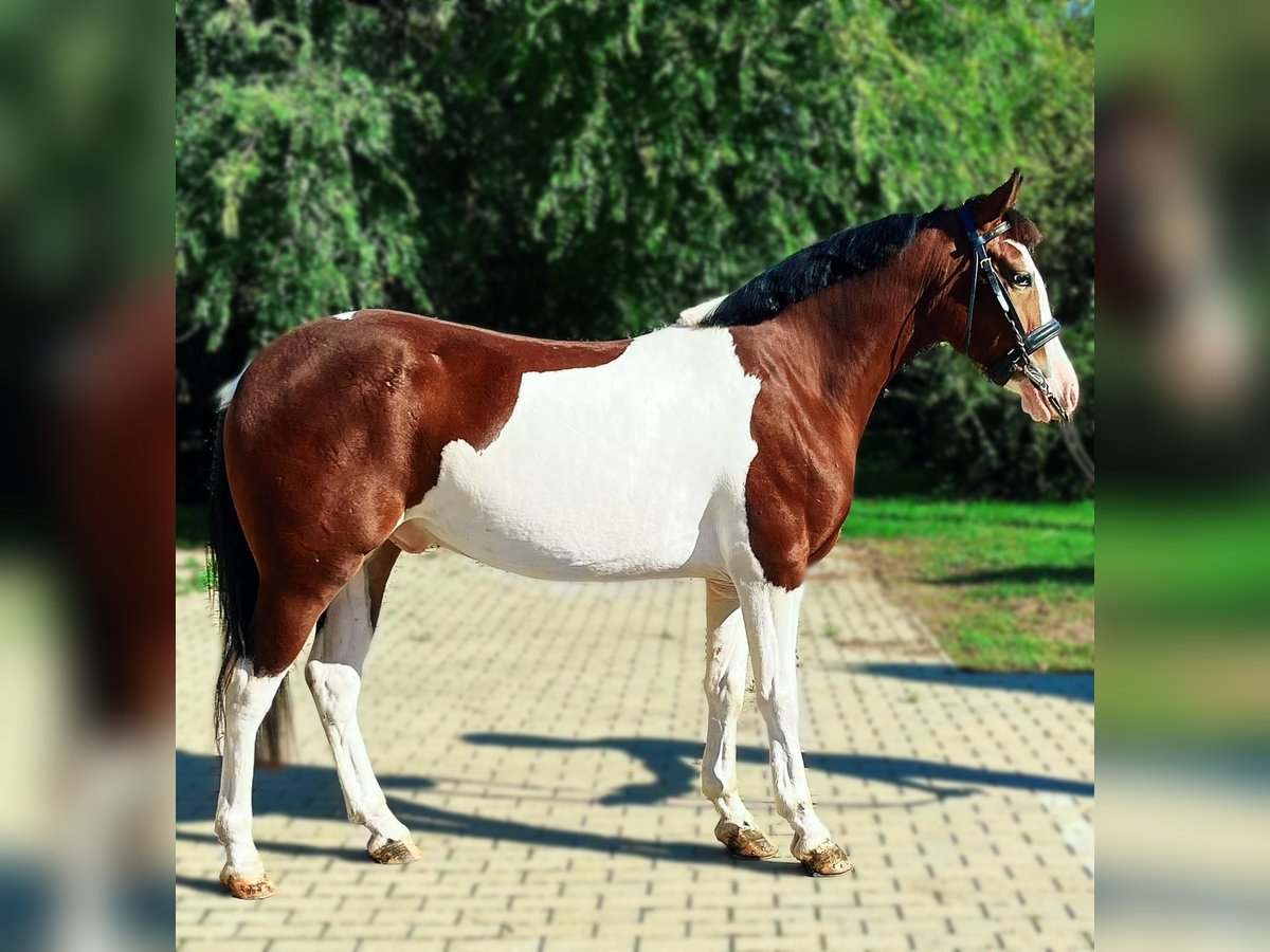 Fler ponnyer/små hästar Valack 4 år 140 cm Pinto in Bad Camberg