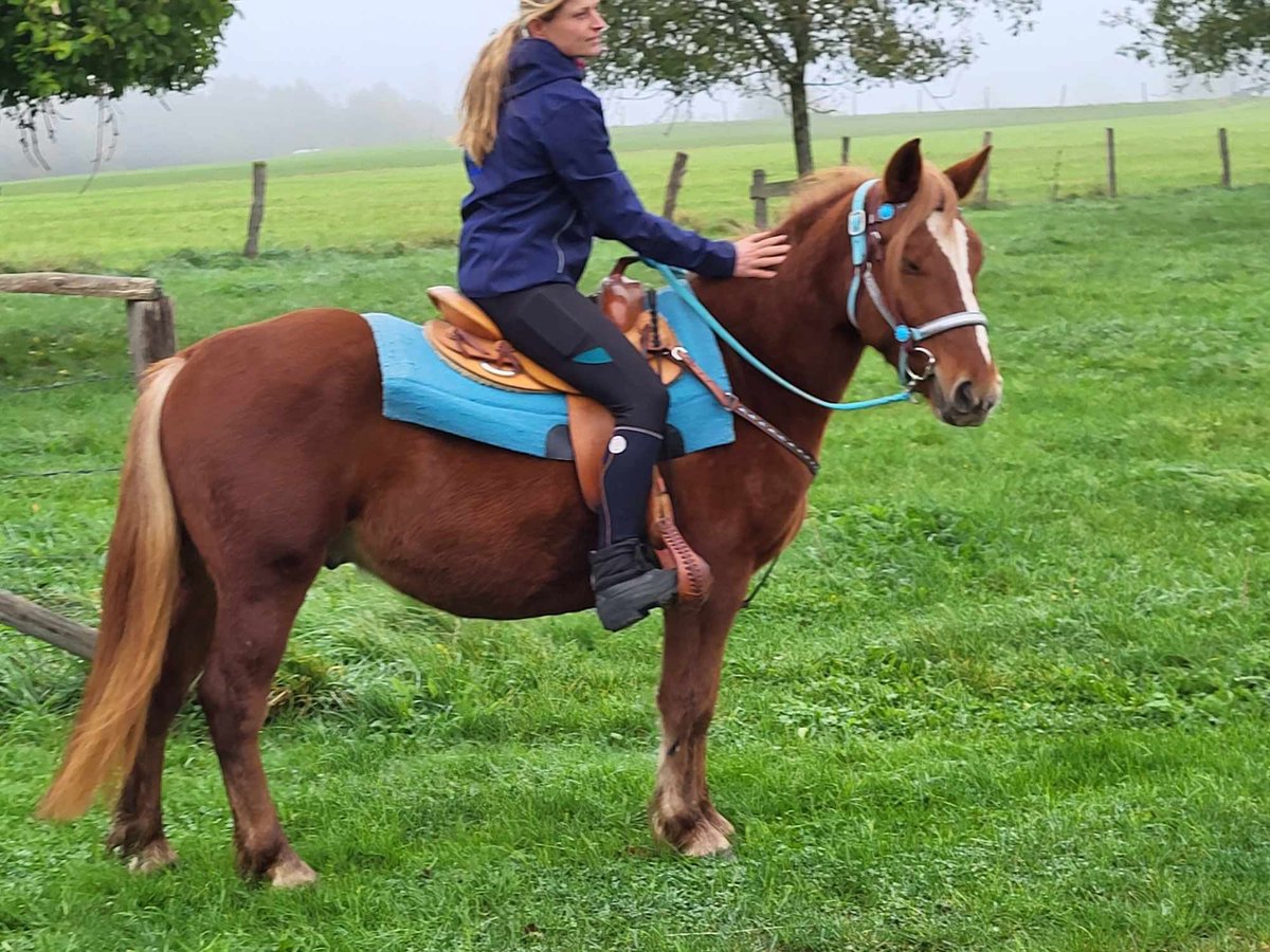 Fler ponnyer/små hästar Valack 4 år 146 cm fux in Linkenbach