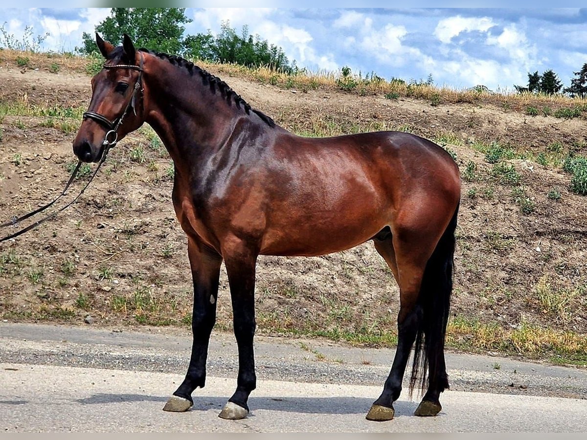 Fler ponnyer/små hästar Valack 4 år 165 cm Brun in Deggendorf