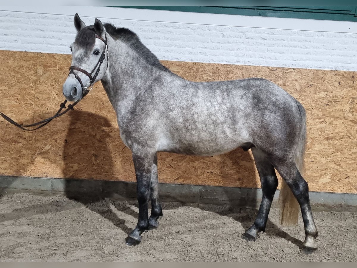 Fler ponnyer/små hästar Valack 5 år 144 cm Grå in Wettrup