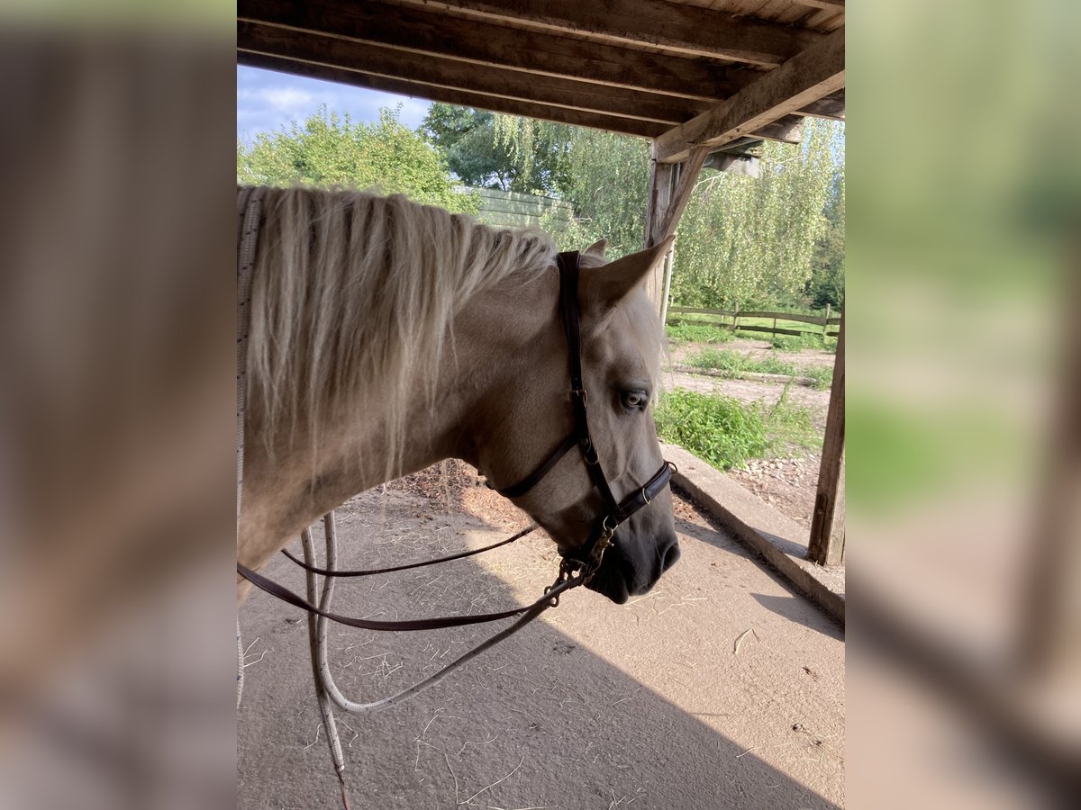 Fler ponnyer/små hästar Blandning Valack 5 år 150 cm Palomino in Gescher