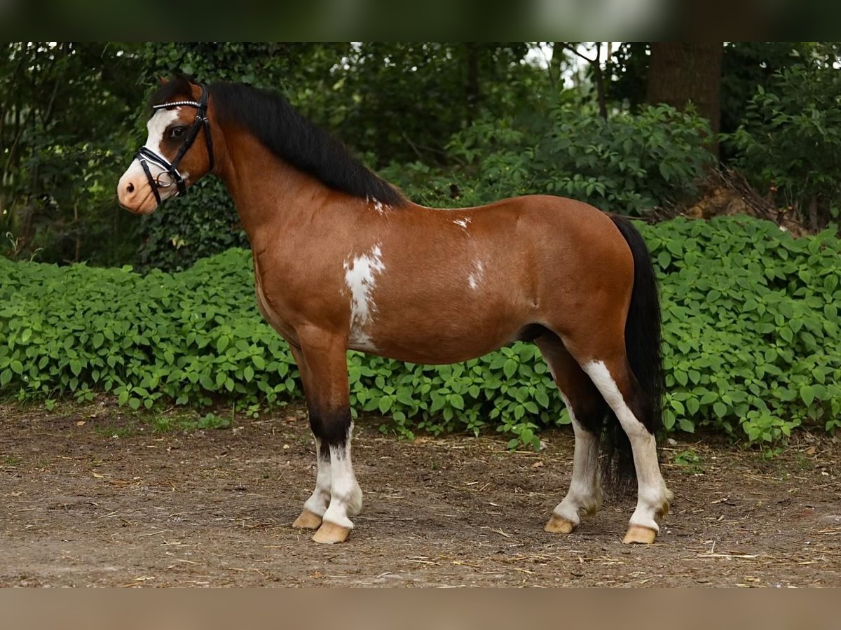 Fler ponnyer/små hästar Valack 6 år 114 cm Brun in GROTE-BROGEL