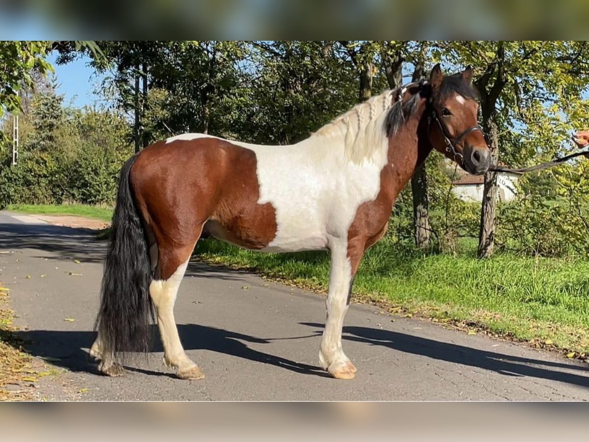 Fler ponnyer/små hästar Valack 6 år 138 cm Pinto in Rechnitz