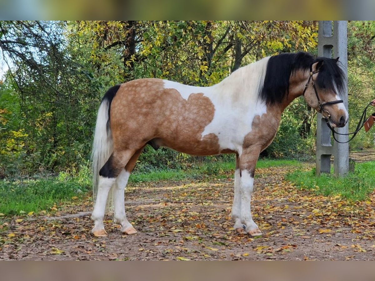 Fler ponnyer/små hästar Valack 6 år 138 cm Pinto in Rechnitz