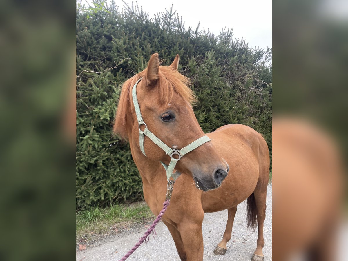 Fler ponnyer/små hästar Blandning Valack 6 år 140 cm fux in Triftern