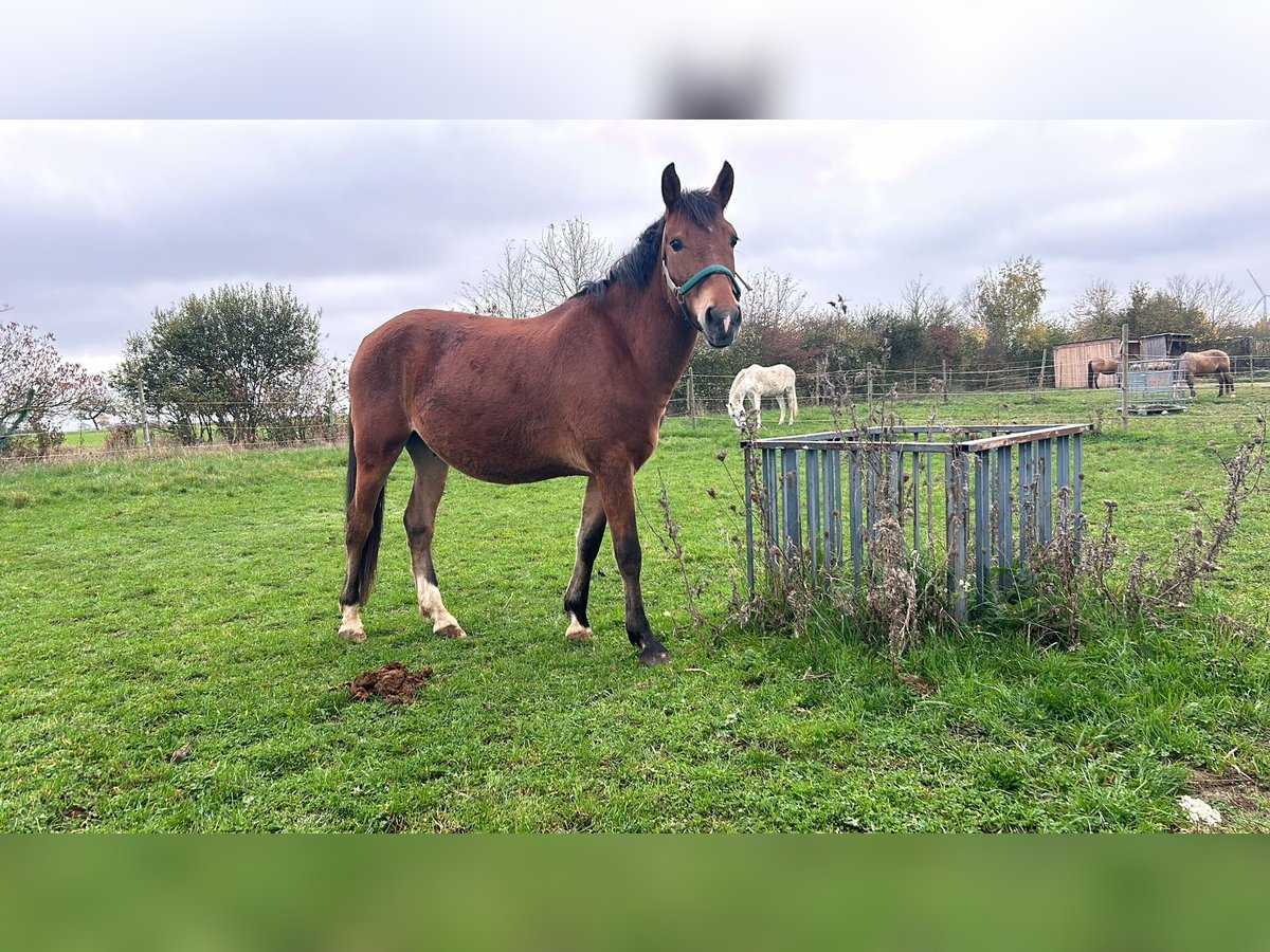 Fler ponnyer/små hästar Blandning Valack 6 år 145 cm Brun in Unkenbach