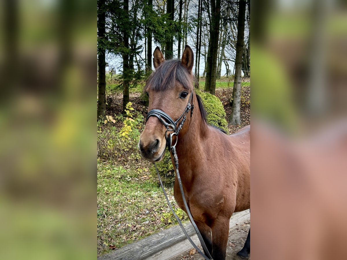 Fler ponnyer/små hästar Valack 6 år 145 cm Brun in Pelmberg