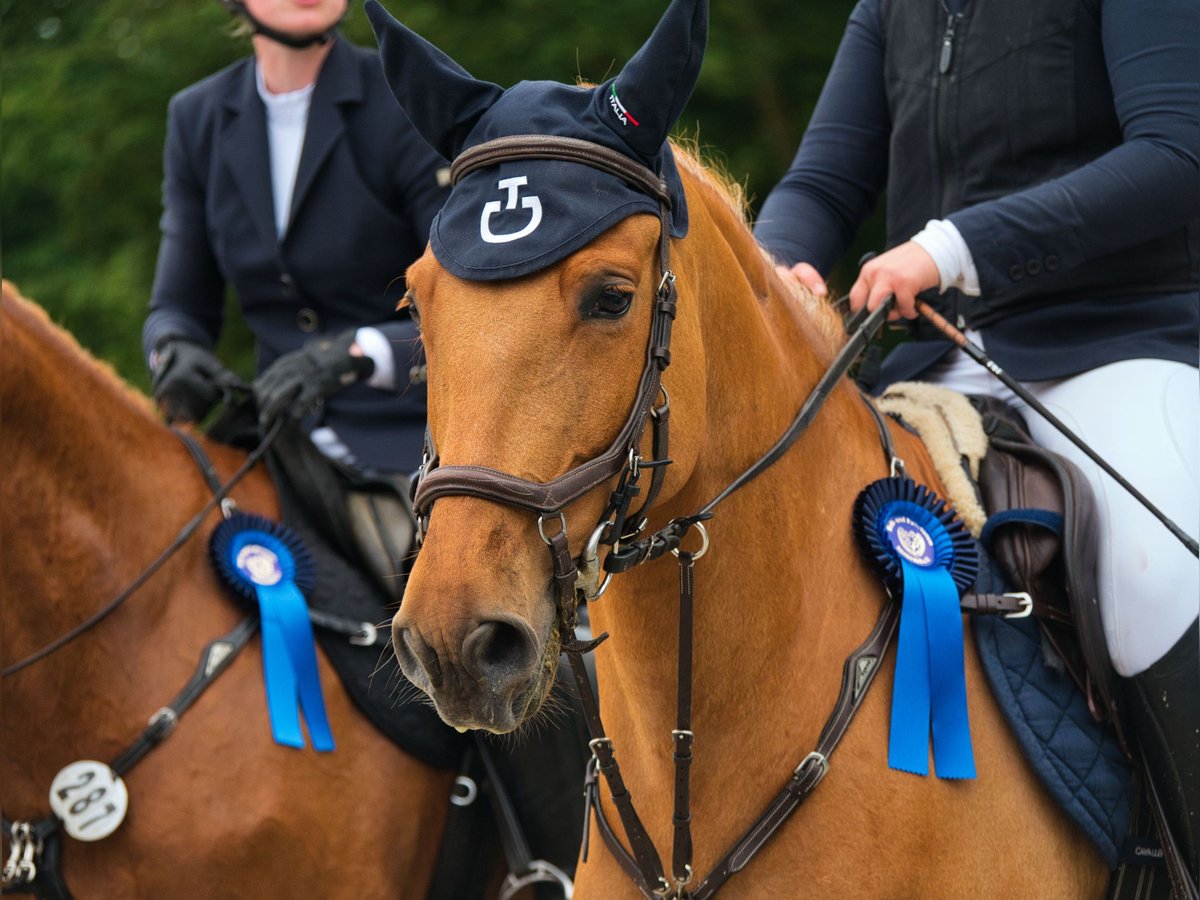 Fler ponnyer/små hästar Blandning Valack 6 år 148 cm fux in Meckenheim