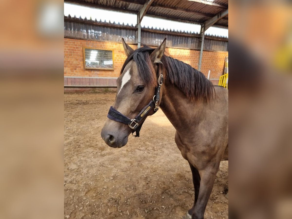 Fler ponnyer/små hästar Valack 6 år 148 cm Gulbrun in Euskirchen