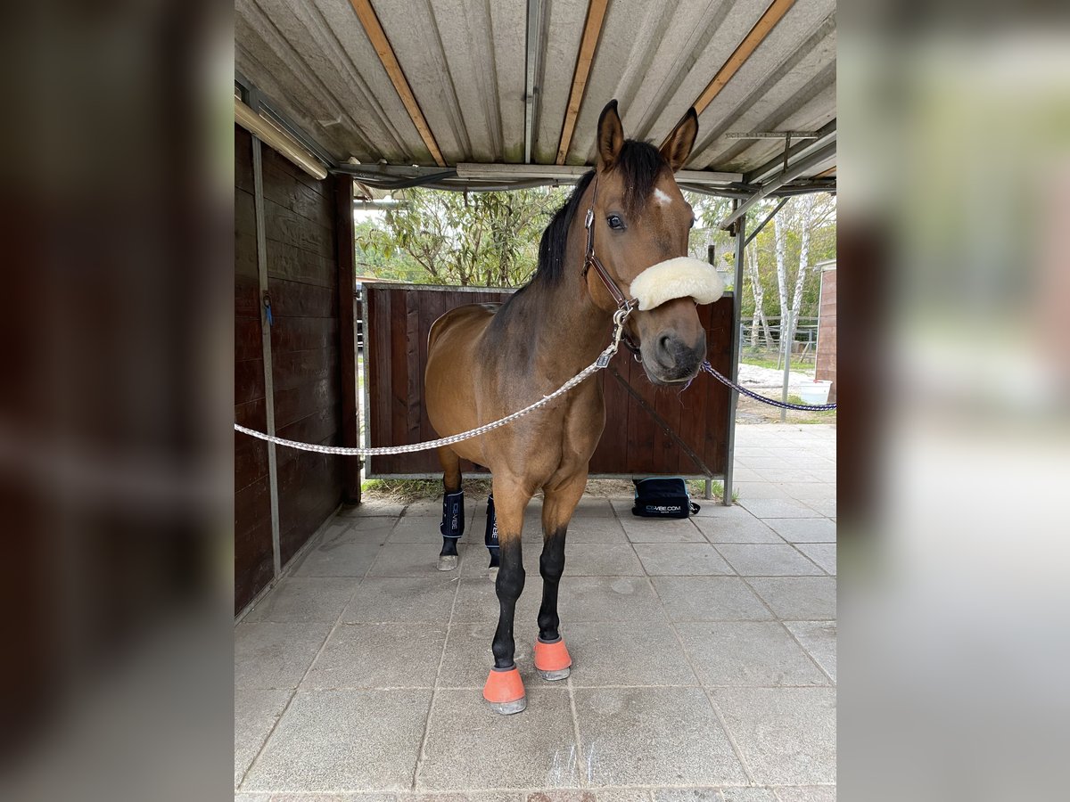 Fler ponnyer/små hästar Blandning Valack 6 år 153 cm Brun in Speyer