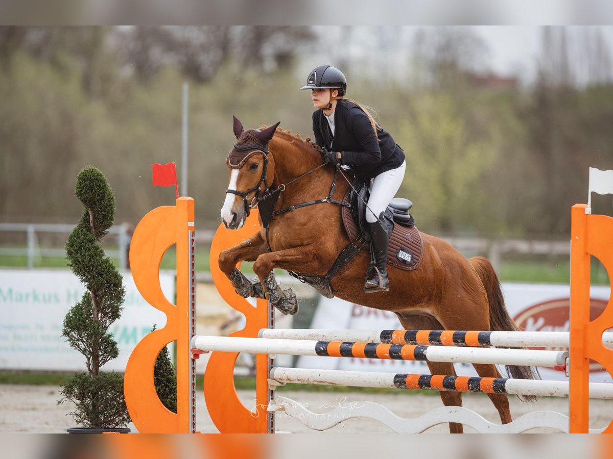 Fler ponnyer/små hästar Valack 6 år 155 cm fux in Herford