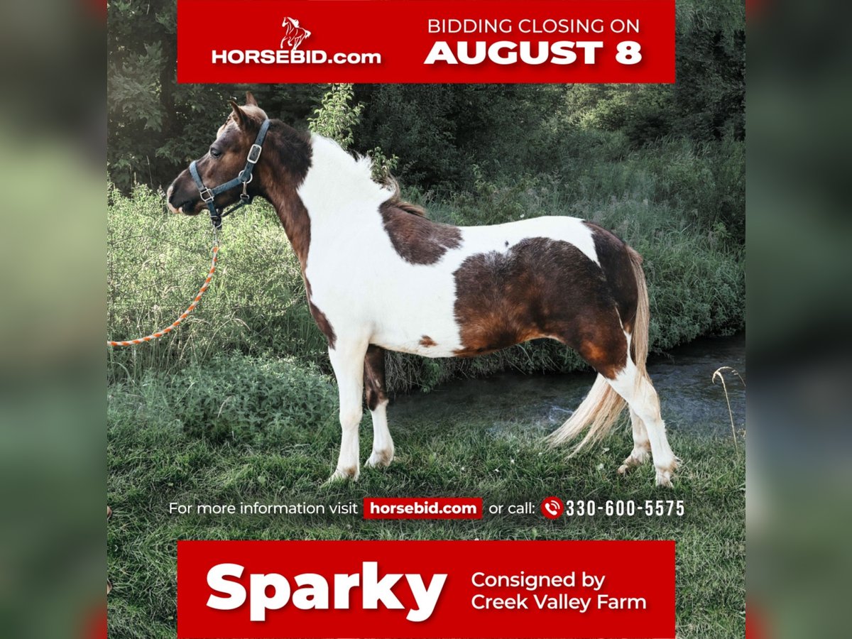 Fler ponnyer/små hästar Valack 6 år 89 cm in Apple Creek, OH
